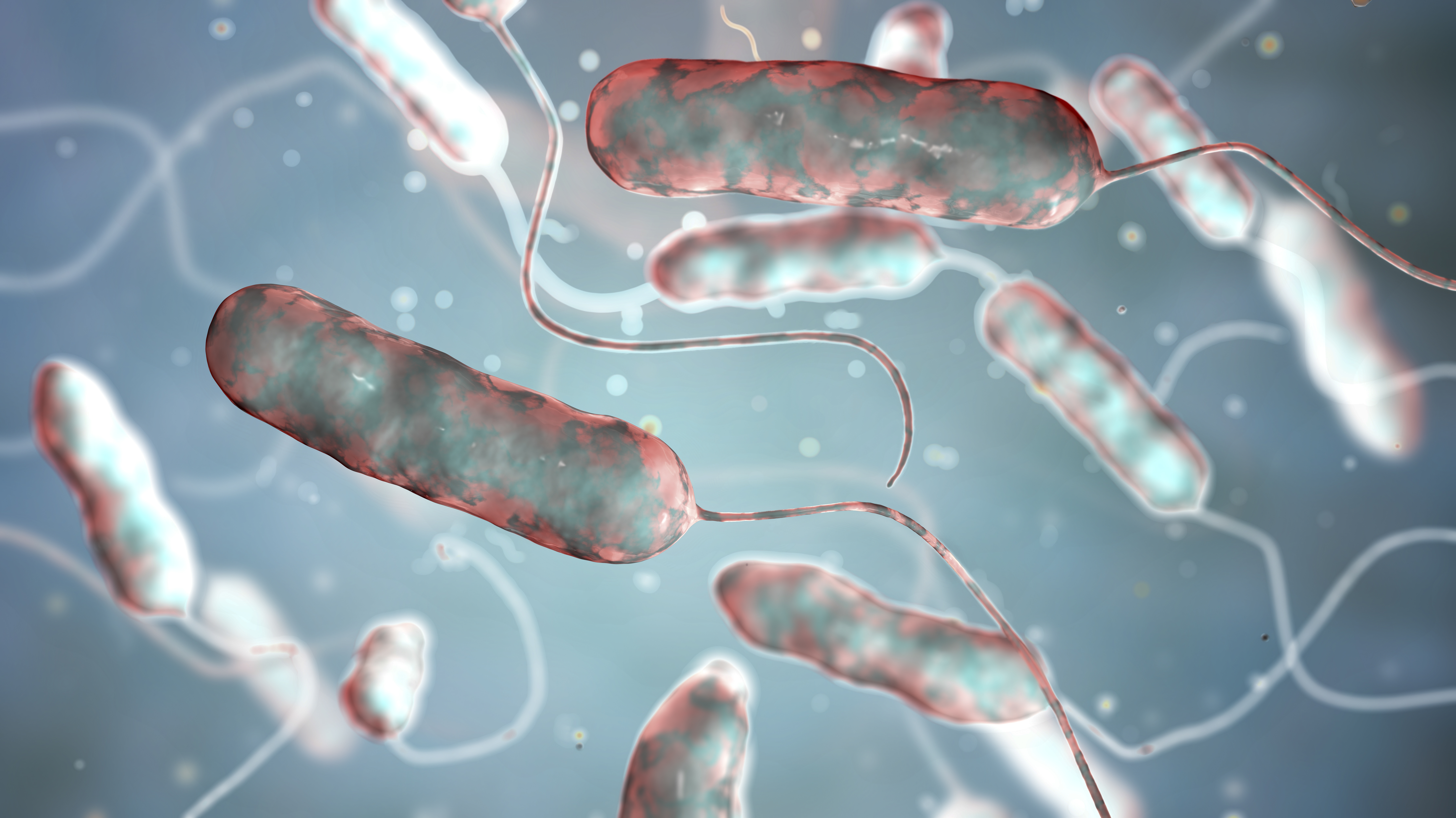 legionella bacteria